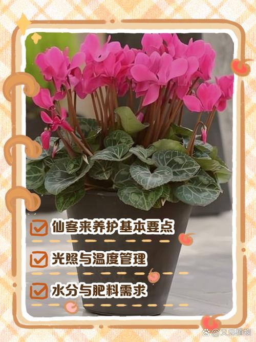 仙客来怎样施肥？仙客来 施肥？