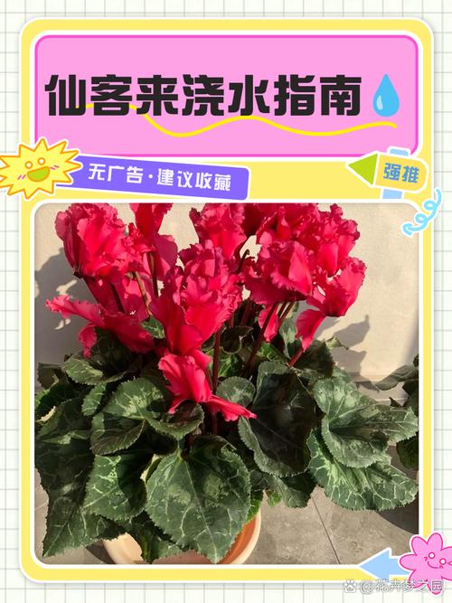 仙客来怎样施肥？仙客来 施肥？-第4张图片-优品飞百科