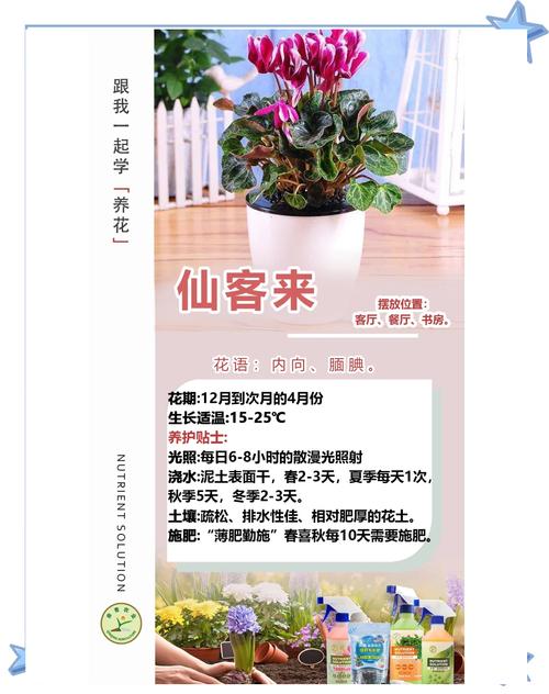 仙客来怎样施肥？仙客来 施肥？-第5张图片-优品飞百科