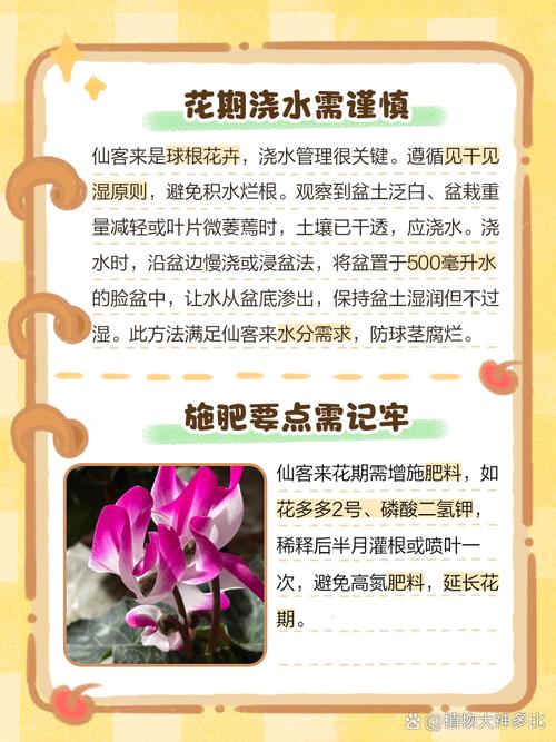 仙客来怎样施肥？仙客来 施肥？-第6张图片-优品飞百科