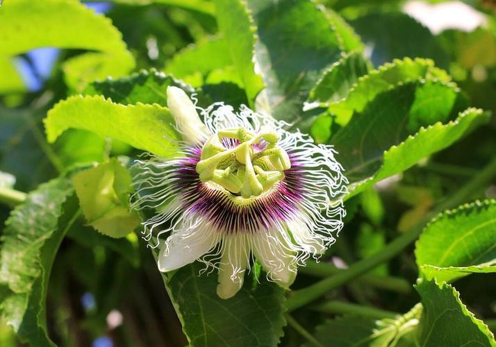 室外百香果怎么过冬？百香果冬天放在室外能吃吗？-第3张图片-优品飞百科