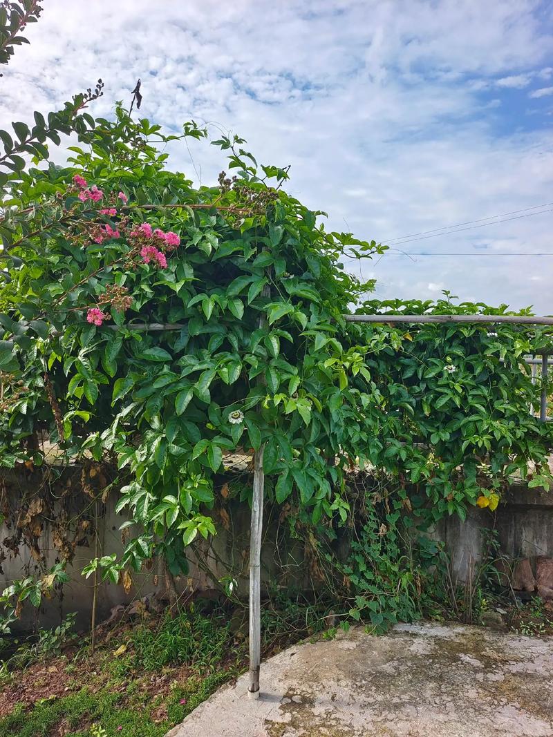 室外百香果怎么过冬？百香果冬天放在室外能吃吗？-第4张图片-优品飞百科