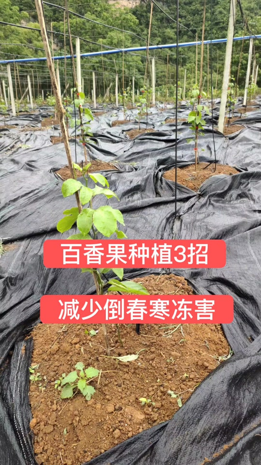 室外百香果怎么过冬？百香果冬天放在室外能吃吗？-第6张图片-优品飞百科