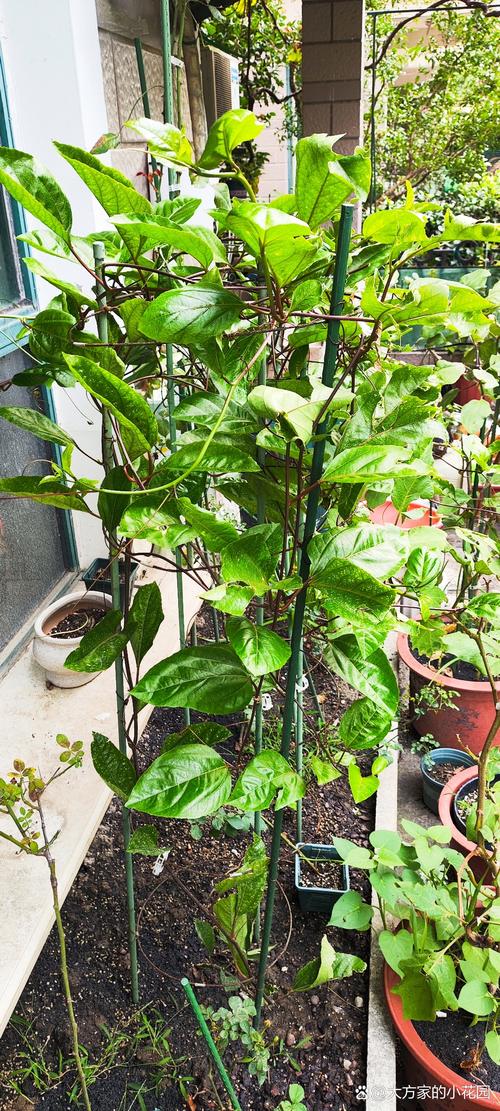 室外百香果怎么过冬？百香果冬天放在室外能吃吗？-第8张图片-优品飞百科