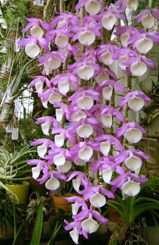 报春石斛怎么养，报春石斛图片开花