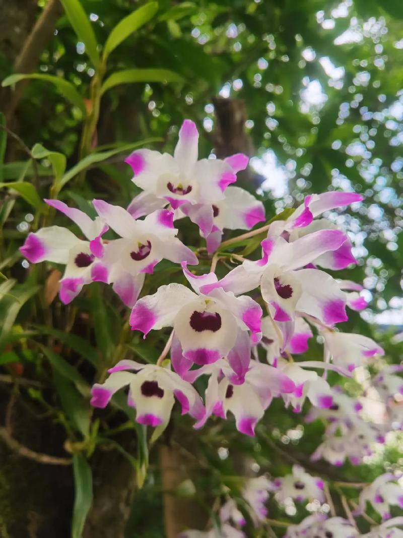 报春石斛怎么养，报春石斛图片开花-第2张图片-优品飞百科