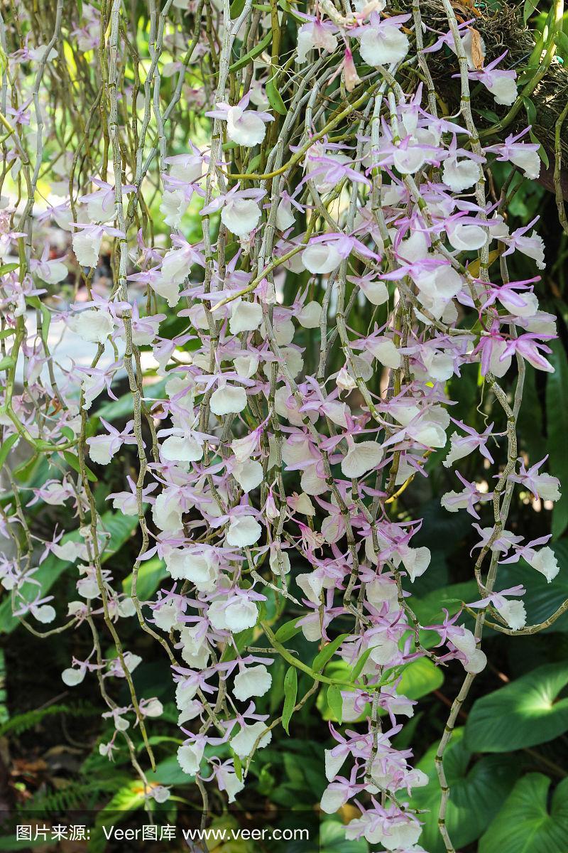 报春石斛怎么养，报春石斛图片开花-第3张图片-优品飞百科