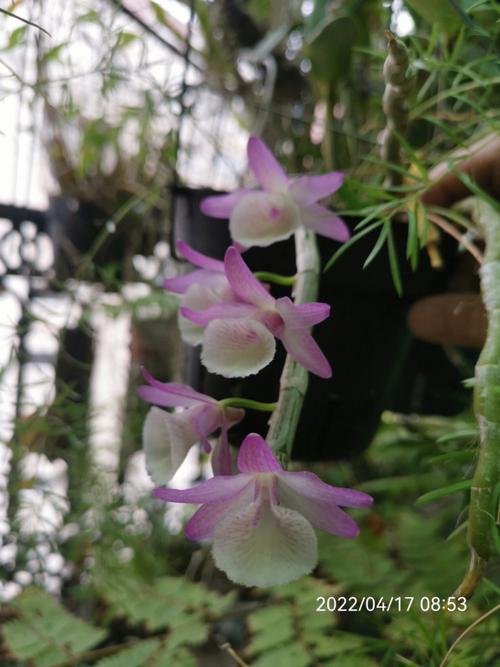 报春石斛怎么养，报春石斛图片开花-第4张图片-优品飞百科