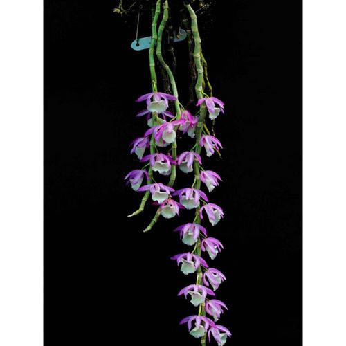 报春石斛怎么养，报春石斛图片开花-第5张图片-优品飞百科