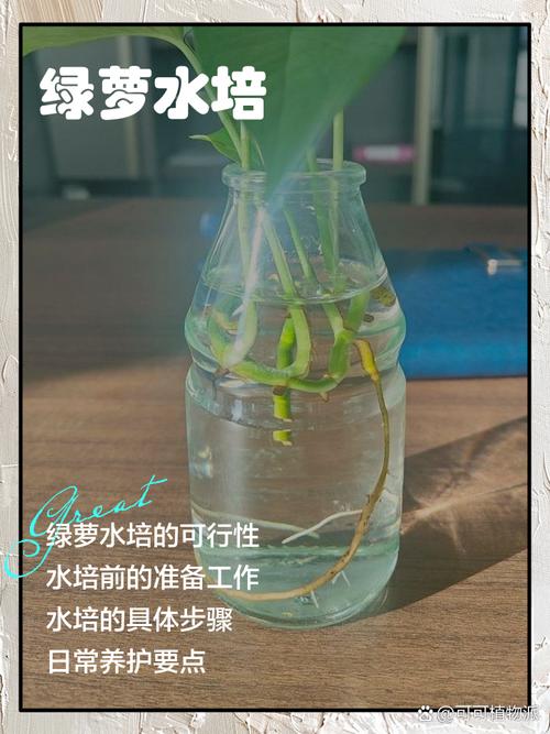 绿萝可以用自来水浇吗，绿萝直接浇自来水-第2张图片-优品飞百科