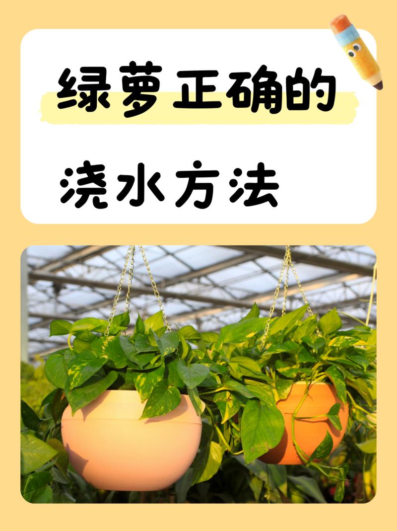 绿萝可以用自来水浇吗，绿萝直接浇自来水-第3张图片-优品飞百科
