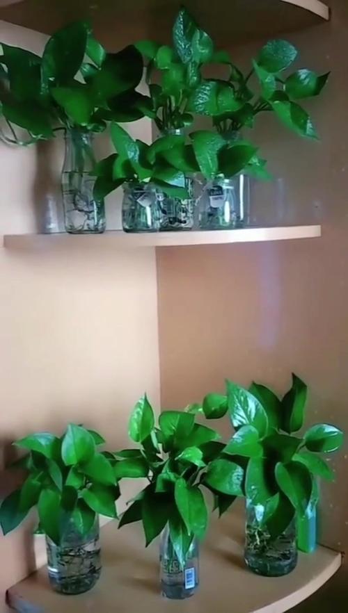 绿萝可以用自来水浇吗，绿萝直接浇自来水-第5张图片-优品飞百科