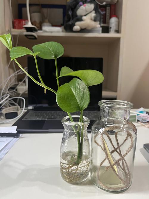 绿萝可以用自来水浇吗，绿萝直接浇自来水-第6张图片-优品飞百科