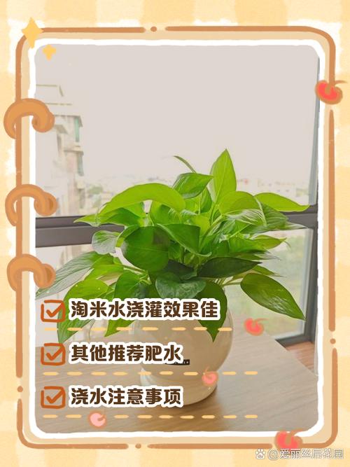 绿萝可以用自来水浇吗，绿萝直接浇自来水-第7张图片-优品飞百科