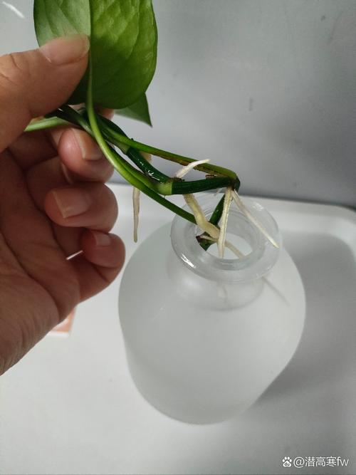 绿萝可以用自来水浇吗，绿萝直接浇自来水-第8张图片-优品飞百科