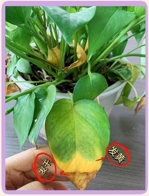 绿萝吊兰···乱施肥，绿萝吊兰怎么养-第1张图片-优品飞百科