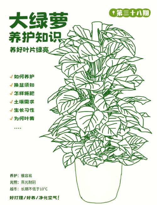 绿萝吊兰···乱施肥，绿萝吊兰怎么养-第2张图片-优品飞百科