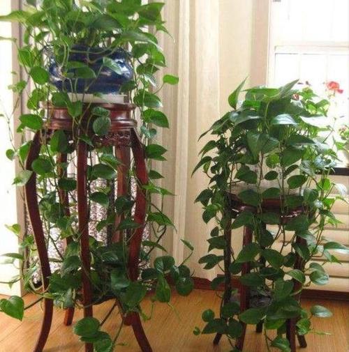 绿萝吊兰···乱施肥，绿萝吊兰怎么养-第3张图片-优品飞百科