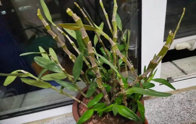 绿萝吊兰···乱施肥，绿萝吊兰怎么养-第4张图片-优品飞百科