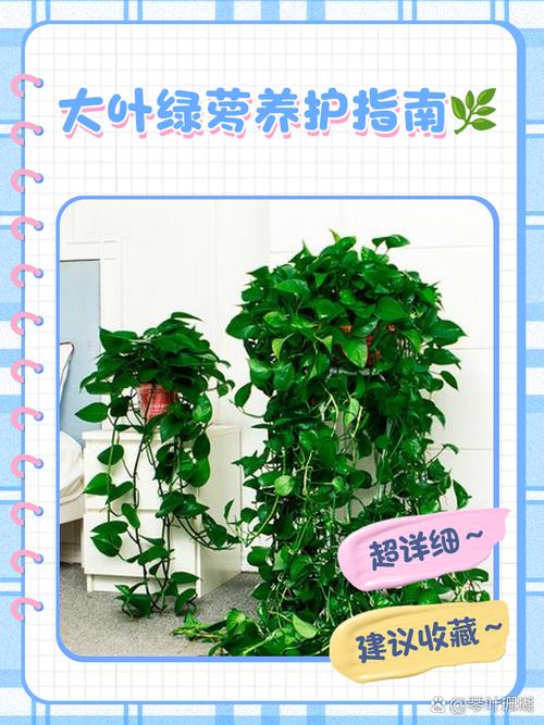 绿萝吊兰···乱施肥，绿萝吊兰怎么养-第5张图片-优品飞百科