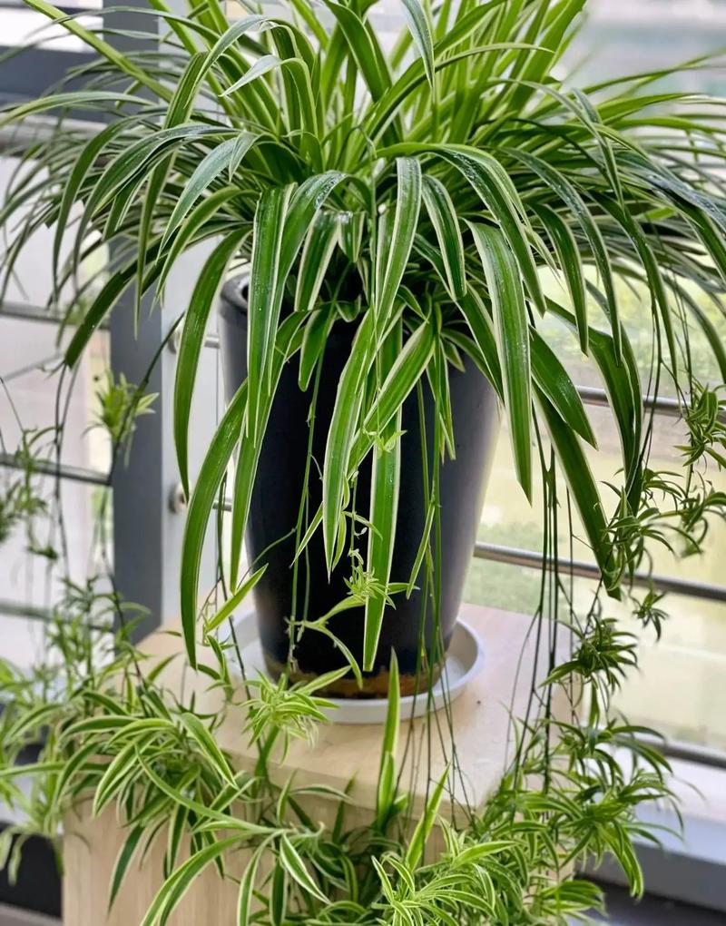 绿萝吊兰···乱施肥，绿萝吊兰怎么养-第6张图片-优品飞百科