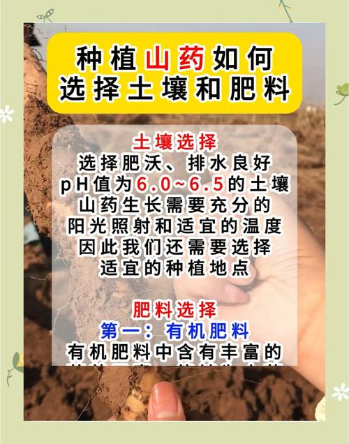 种植山药要使用什么肥,山药拿什么种-第2张图片-优品飞百科 种植山药要使用什么肥,山药拿什么种-第2张图片-优品飞百科