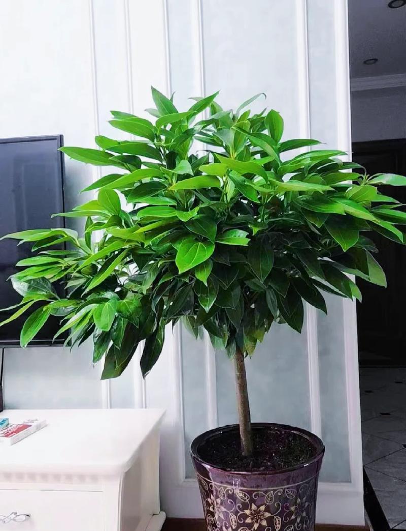 平安树怎么浇水，平安树怎么浇水新栽的平安树？