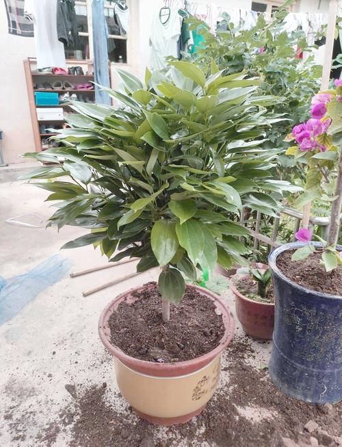 平安树怎么浇水，平安树怎么浇水新栽的平安树？-第2张图片-优品飞百科