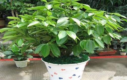 平安树怎么浇水，平安树怎么浇水新栽的平安树？-第3张图片-优品飞百科