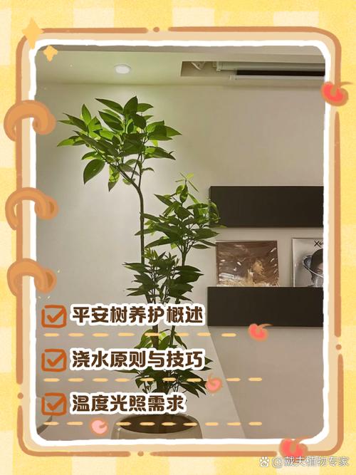 平安树怎么浇水，平安树怎么浇水新栽的平安树？-第4张图片-优品飞百科