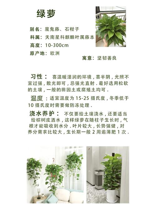 水培绿萝营养液怎么浇？水培绿箩营养液？-第2张图片-优品飞百科