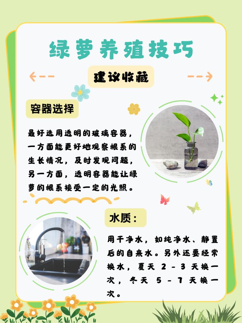 水培绿萝营养液怎么浇？水培绿箩营养液？-第3张图片-优品飞百科