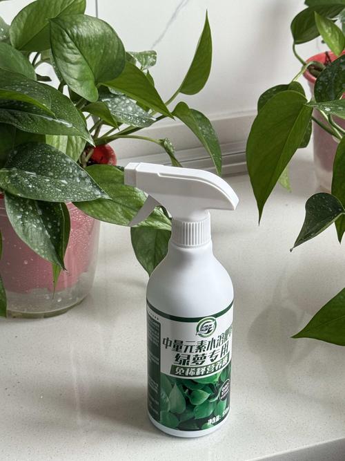 水培绿萝营养液怎么浇？水培绿箩营养液？-第5张图片-优品飞百科