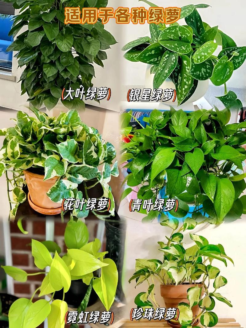 水培绿萝营养液怎么浇？水培绿箩营养液？-第6张图片-优品飞百科