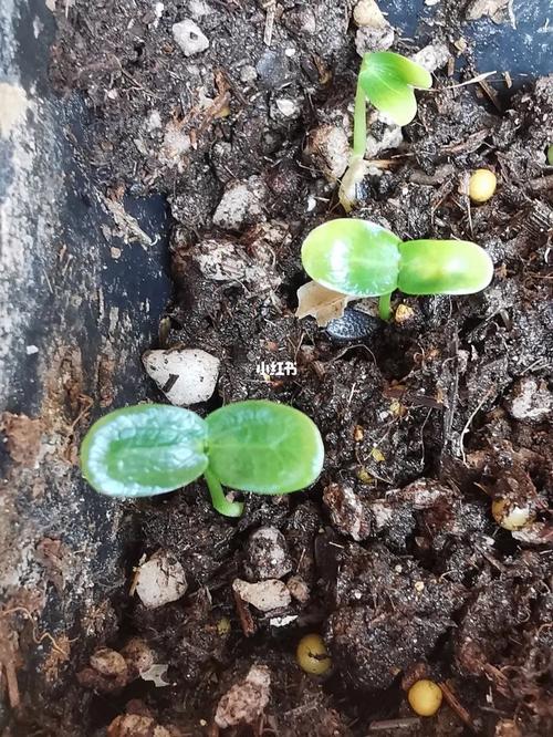 百香果籽怎么种小盆栽？百香果的种子怎么种出苗来？-第2张图片-优品飞百科