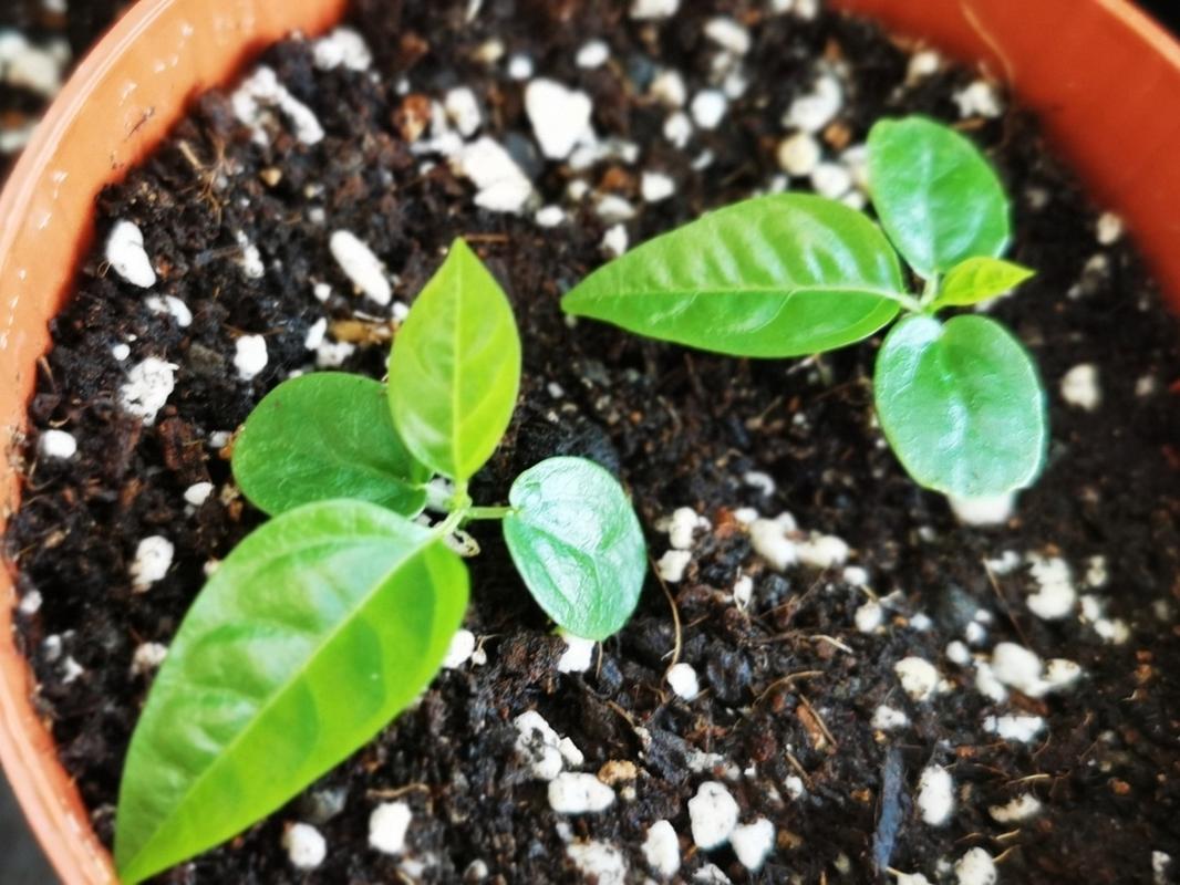 百香果籽怎么种小盆栽？百香果的种子怎么种出苗来？-第3张图片-优品飞百科