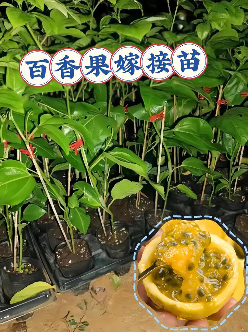 百香果籽怎么种小盆栽？百香果的种子怎么种出苗来？-第4张图片-优品飞百科