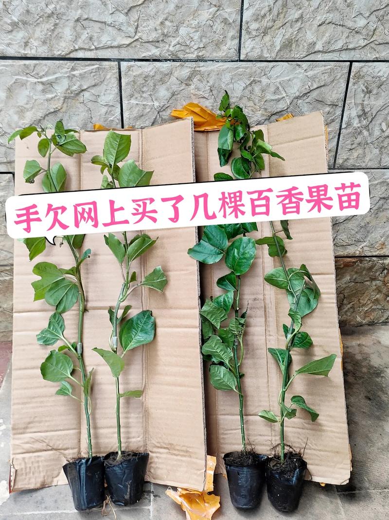 百香果籽怎么种小盆栽？百香果的种子怎么种出苗来？-第5张图片-优品飞百科