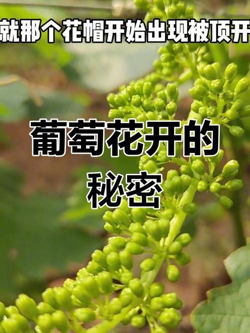 不同品种的葡萄花期介绍，葡萄花卉？