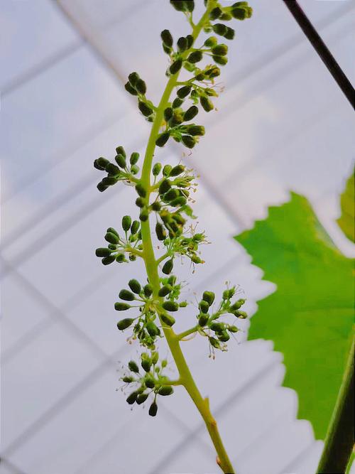 不同品种的葡萄花期介绍,葡萄花卉?-第3张图片-优品飞百科 不同品种的葡萄花期介绍,葡萄花卉?-第3张图片-优品飞百科