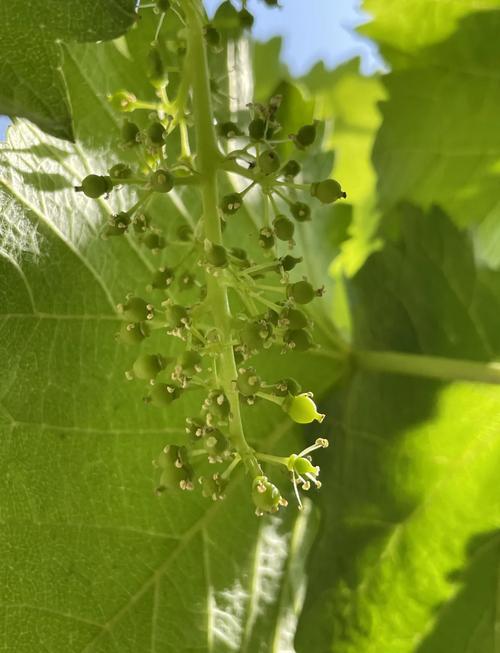 不同品种的葡萄花期介绍,葡萄花卉?-第2张图片-优品飞百科 不同品种的葡萄花期介绍,葡萄花卉?-第2张图片-优品飞百科