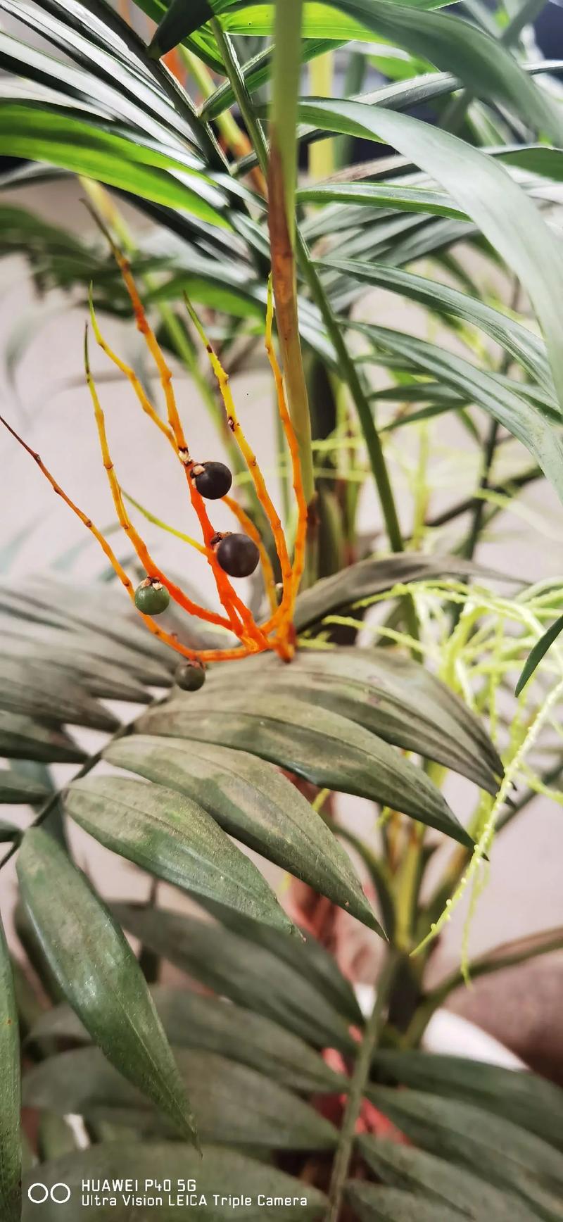 夏威夷竹能开花吗，夏威夷竹能开花吗怎么养