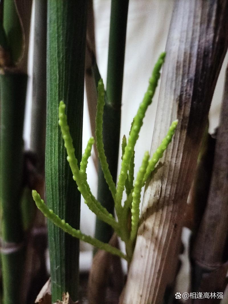 夏威夷竹能开花吗，夏威夷竹能开花吗怎么养-第7张图片-优品飞百科