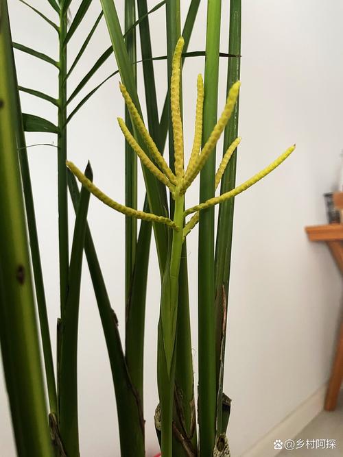 夏威夷竹能开花吗，夏威夷竹能开花吗怎么养-第8张图片-优品飞百科