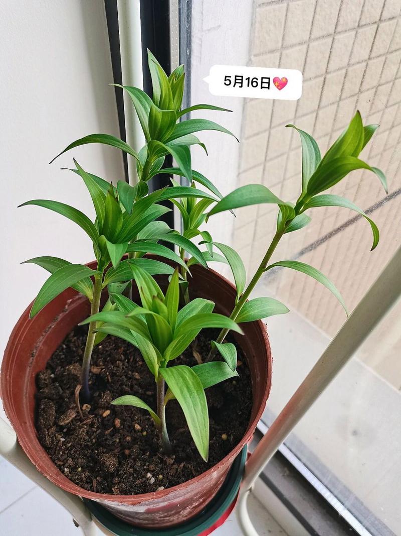 香水百合怎么种植？香水百合怎么种植视频？