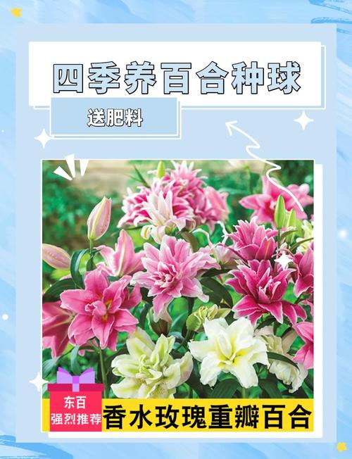 香水百合怎么种植？香水百合怎么种植视频？-第4张图片-优品飞百科