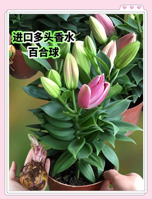 香水百合怎么种植？香水百合怎么种植视频？-第5张图片-优品飞百科