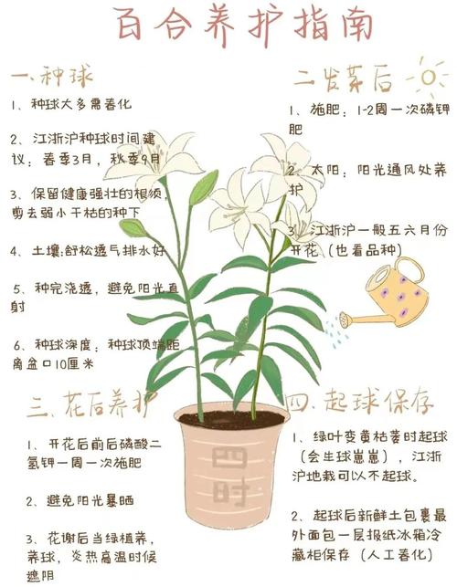 百合花开完花后怎么办，百合花开完花之后怎么养