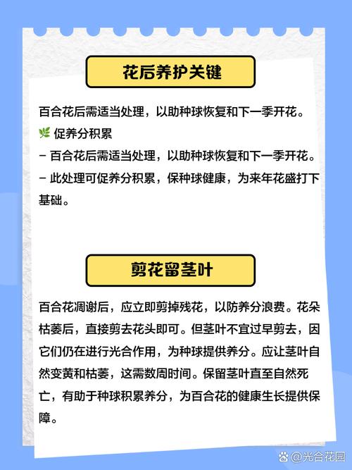百合花开完花后怎么办，百合花开完花之后怎么养-第2张图片-优品飞百科