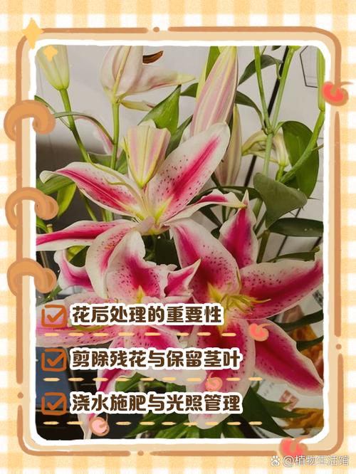 百合花开完花后怎么办，百合花开完花之后怎么养-第3张图片-优品飞百科